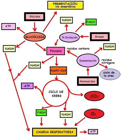 Que Son Las Rutas Metabolicas Acido