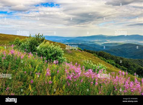 Grassy Meadow With Purple Flowers On The Slope Of A Hill Summer