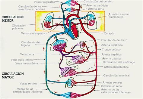 Partes Del Sistema Cardiovascular Cuerpo Humano