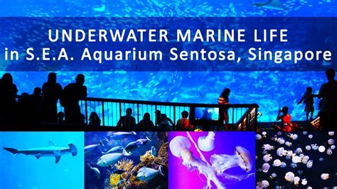 Sea Aquarium Sentosa Opening Hours