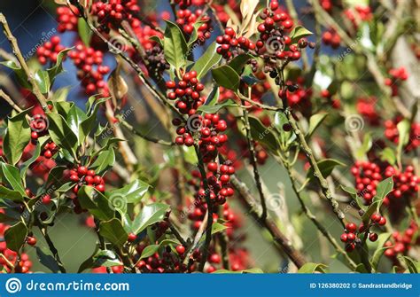 Branches Of A Holly Tree Ilex Aquifolium With Their Beautiful Red