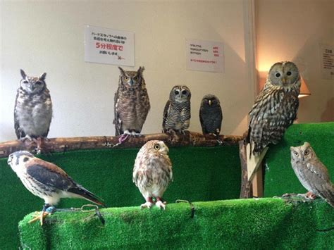 Today is the first back at the owl cafe since two weeks ago. Who Thinks Japan's Owl Cafes Are A Hoot? | Kotaku Australia