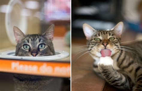 Cat Photography Cats Licking Paws And Peeking By Mark Rogers