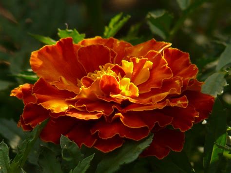 Free Images Blossom Petal Bloom Orange Red Botany Colorful