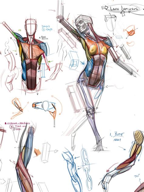 744tid4 800×1068 Human Anatomy Drawing