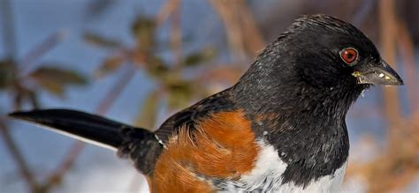 Eastern Towhee Can The White Eyed Subspecies Survive Even 15c Climate