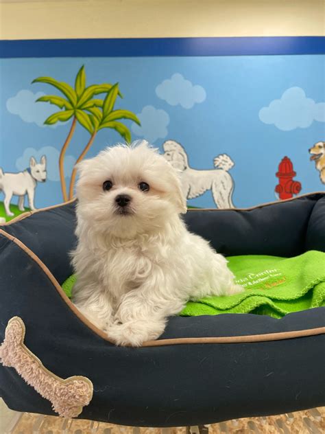 New Maltese Boy Pic Puppy Plus
