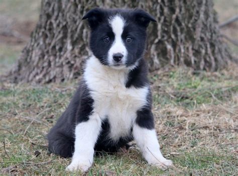 Socialization training should be given to the border collie puppies so that they can get along well with other dogs and pets comfortably. Border Collie Mix Puppies For Sale | Puppy Adoption ...