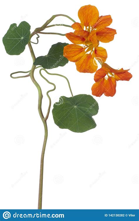 Nasturtium flower isolated stock photo. Image of floral - 142130282
