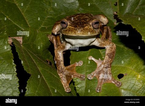 Giant Gladiator Tree Frog Hi Res Stock Photography And Images Alamy