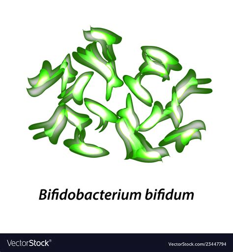 Bifidobacteria Bifidobacterium Bifidum Probiotic Vector Image