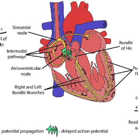 Pdf Restoring Heart Function And Electrical Integrity Closing The
