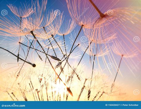 Dandelion With Seeds Flying In The Evening Sky Stock Image Image Of