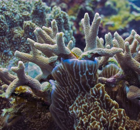 Smart Corals And Dumb Corals Messersmithnamewordpres Flickr