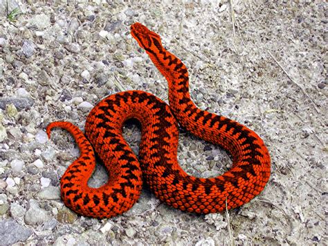 Scarlet Viper Snake Viper Reptiles Pet