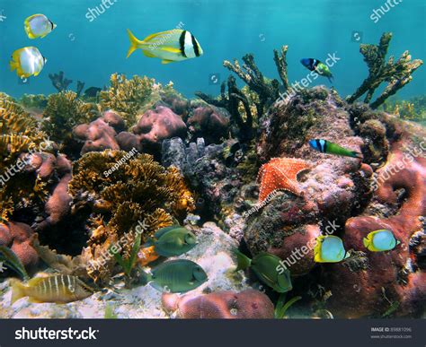 Colorful Marine Life In A Coral Reef With Tropical Fish And A Starfish