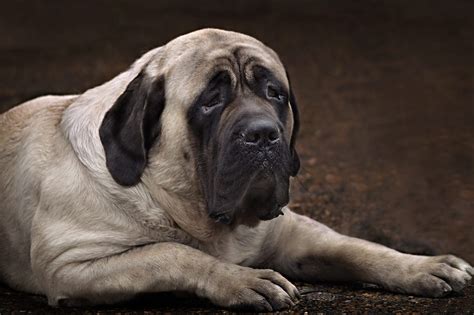 Dog Breeds With Big Chest Dog Bread
