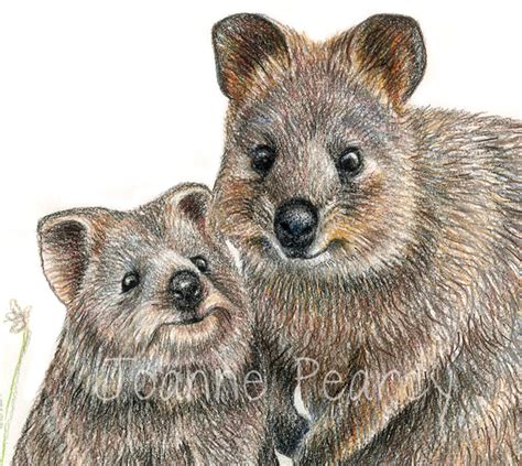Quokka Australian Wildlife Art Greeting Card Pencil Illustration Cute Animal Jos Desktop