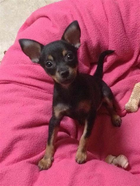 They connect dog lovers like you with a new best friend for a new life chapter. Chihuahua Rescue Az | PETSIDI