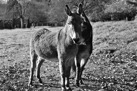 Couple Of Donkeys Free Stock Photo Public Domain Pictures