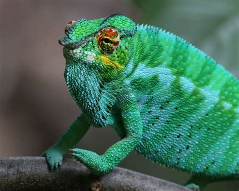 This species' numbers are decreasing. Chameleon in Madagascar | East coast, Animals, Africa