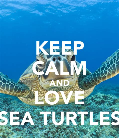 Keep Calm And Love Sea Turtles Poster Kay Keep Calm O