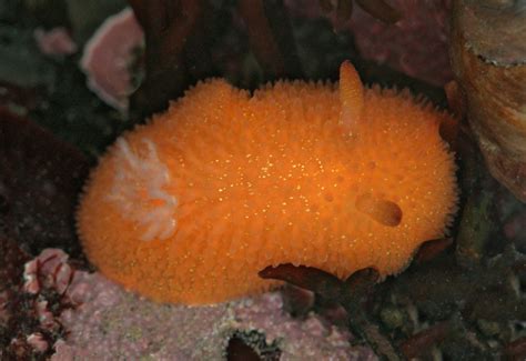 Orange Peel Nudibranch Acanthodoris Lutea Orange Peel Nu Flickr