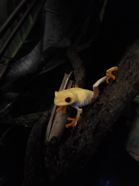Red Eyed Tree Frog Vibing Ramphibians