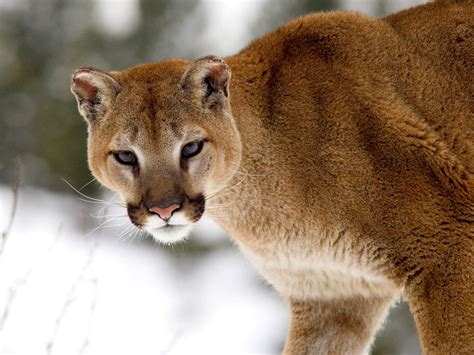 Cougar In Winter Montana Wallpapers Hd Wallpapers Id 1515