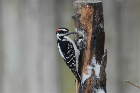 Hairy Woodpecker By Charles And Sharon Sorenson Indiana Audubon Society