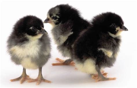 day old chick identification meyer hatchery