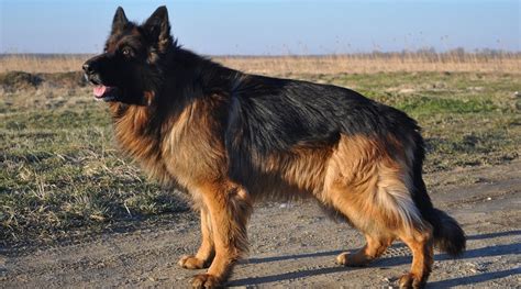 German shepherd black and red. Long Haired German Shepherd: Fluffy Coat GSD Genetics ...
