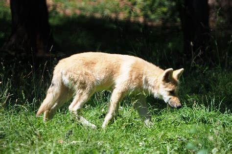Juvenile Arctic Wolf Canis Lupus Arctos 2020 07 12