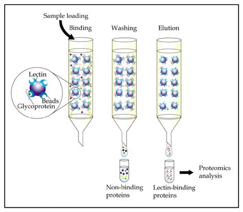 General Workflow Of Immobilized Lectin Affinity Chromatography Bodily