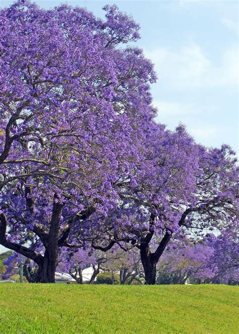 This aptly named flowering tree features dark, glossy leaves and large white blooms that create an there are few trees that look quite as florida as the geiger tree, which hands down makes it one of with evergreen characteristics, this sprawling, ornamental tree has a nickname that makes perfect. 17 Best images about Florida Trees on Pinterest | Trees ...
