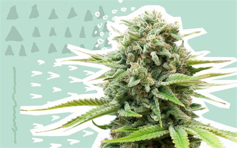 Leaflys Faves 2018 Cannabis Strains Leafly