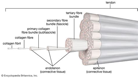 Tendons are similar to ligaments; tendon | Description & Function | Britannica