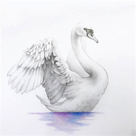 Pin By Laberintos Laberintos On арт Swans Art Swan Drawing Pencil