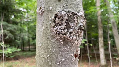 Beech Bark Disease At The Congregational Summer Assembly Youtube