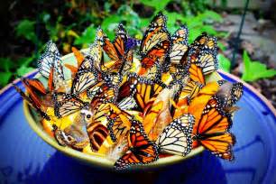 This posting discusses the benefits of executive sponsorship and how to attract and recruit an executive sponsor. Make a Homemade Butterfly Feeder to Attract Butterflies to ...