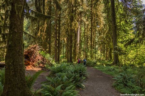Hoh Rain Forest Hiking At The Olympic National Park Wa