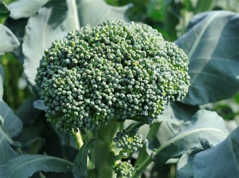 Growing Broccoli In Ohio Dengarden Home And Garden