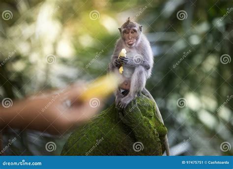 Banana eating monkey stock image. Image of green, fascicularis - 97475751