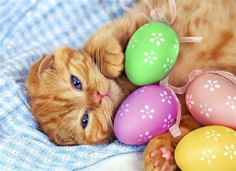 Easter Kitty Pretty Holiday Kitty Easter Adorable Fkluffy Sweet