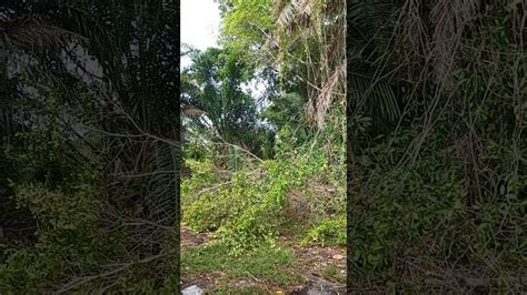 Sebenarnya, pokok ara mempunyai banyak spesies. Penebangan pokok kayu ara berhantu - YouTube