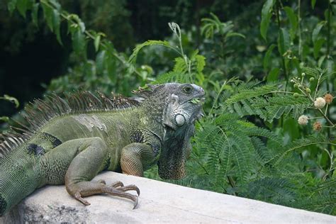 Hd Wallpaper Iguana Lizard Vieques Caribbean Reptile Nature