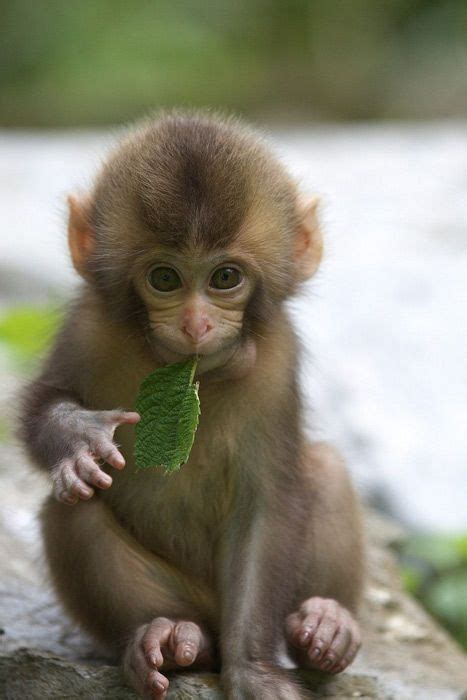 Little Monkey Chewing On A Leaf Yes I Just Repinned We This Cute