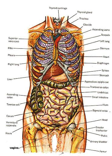 Muscle shapes are more apparent on the surface. Organ Anatomy diagram | Trisomy: about Medical Diagrams ...