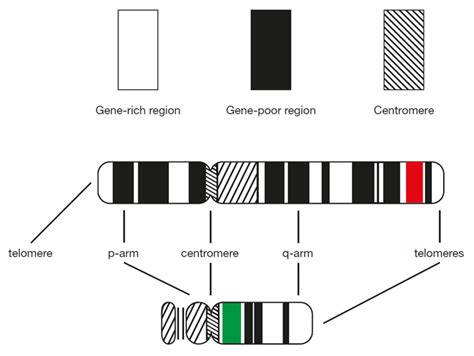 Fish Chromosome And Gene Basics Ogt