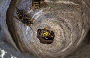 Bent u op zoek naar info over de hoornaar of wilt u het beestje zelfs laten bestrijden? Hoornaar wesp herkennen en tips om een nest te bestrijden